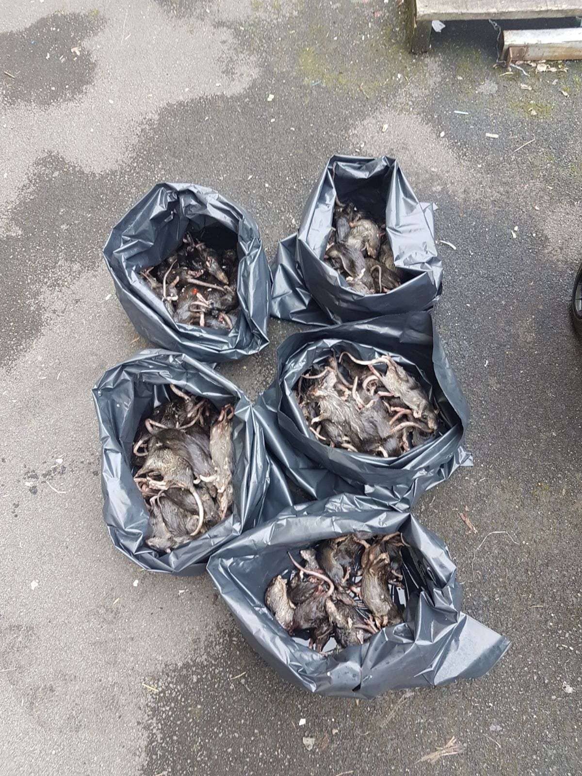 sac poubelle rats