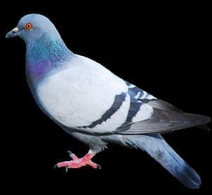 photo pigeon
